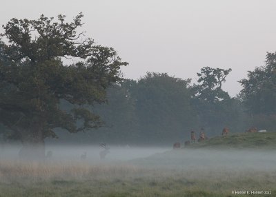 Red deer (Cervus elaphus) 