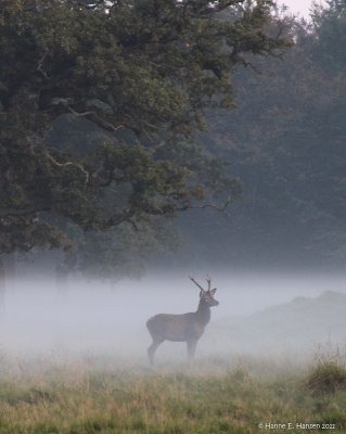 Red deer (Cervus elaphus) 