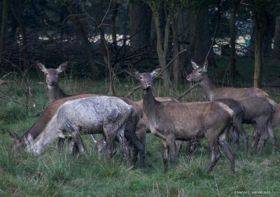 Red deer (Cervus elaphus) 