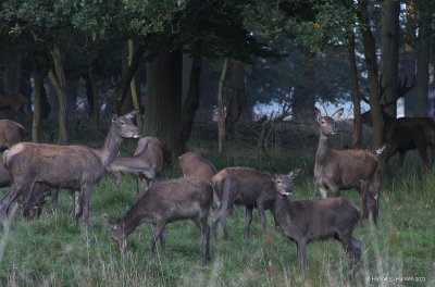 Red deer (Cervus elaphus) 