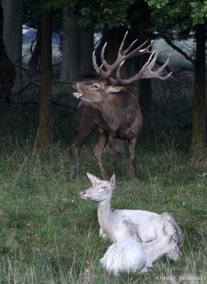 Red deer (Cervus elaphus) 