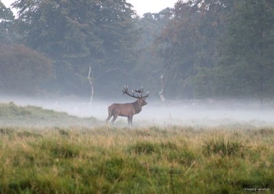 Red deer (Cervus elaphus) 
