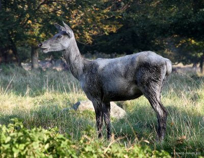 Red deer (Cervus elaphus) 