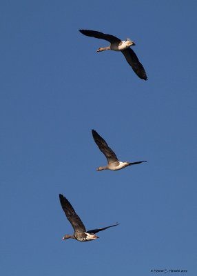 Blisgås (Anser albifrons)