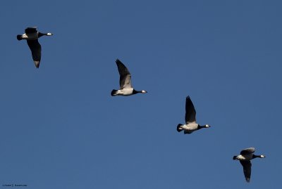 Bramgs (Branta leucopsis)