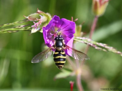 almindelig_havesvirreflue