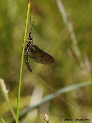 Døgnflue (Leptophlebiidae)