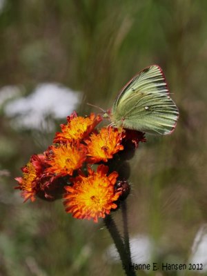 Mosehøsommerfugl (Colias palaeno)