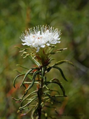 Mosepost_IMG_0172.jpg