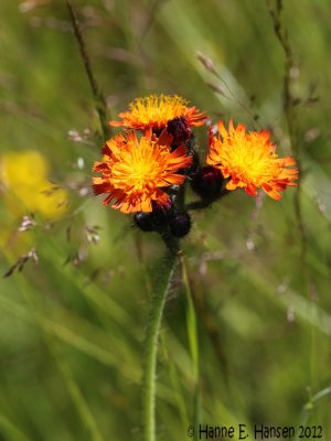 Pomerans-Høgeurt (Hieracium aurantiacum)