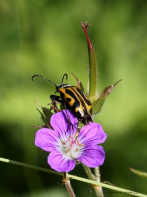 Brachyta interrogationis