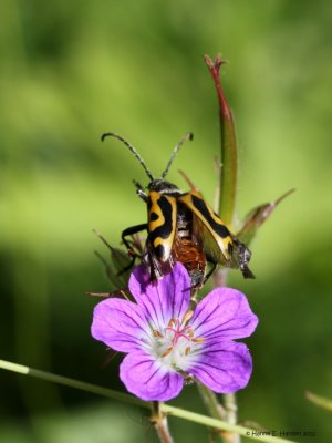 Brachyta interrogationis