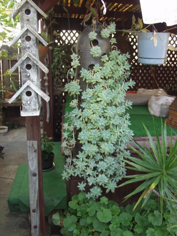 Hanging succulent plant
