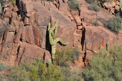 Cactus Man