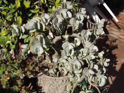 Silver Jade plant