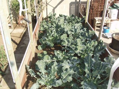 Sam's vegetable garden