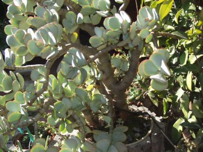 Silver jade plant