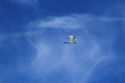 great egret in flight.JPG