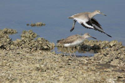 willet in flight.JPG