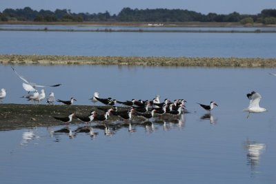 black skimmers and gulls.TIF