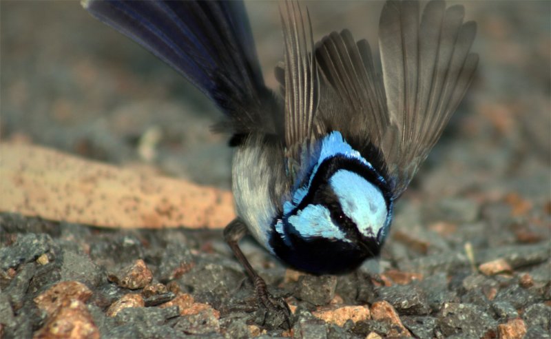Superb Fairy Wren - Male