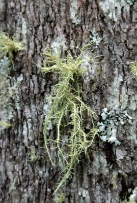 airplant.jpg