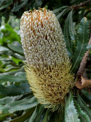 banksia1.jpg