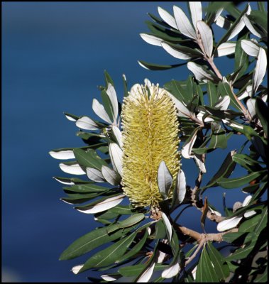 banksiaflower2.jpg