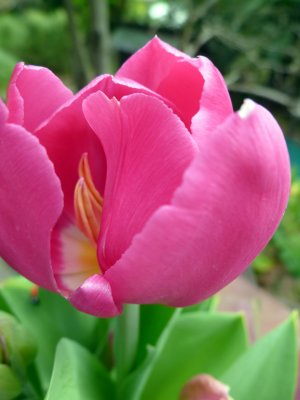 bdaytulip.jpg