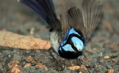 Superb Fairy Wren - Male