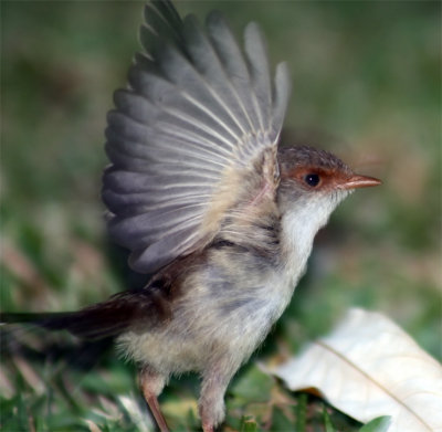 Superb Fairy Wren - Female