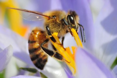 Honey bee-(Apis Mellifera)