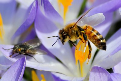 Honey bee-(Apis Mellifera)