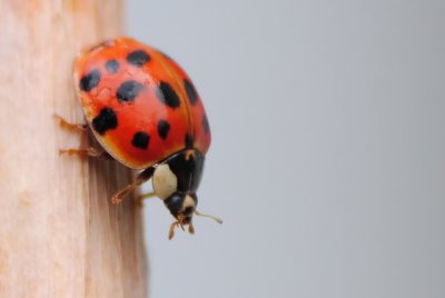 Ladybug-(Coccinellidae)