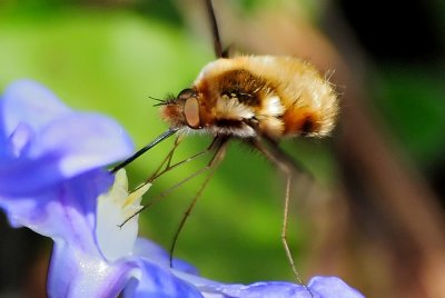 Bee Fly-(Bombylius Major)