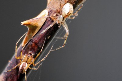 Orb Weaver-(Araneidae)
