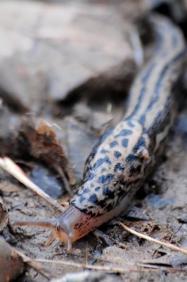 Great Grey Slug-Leopard slug-(Limas Maximus)