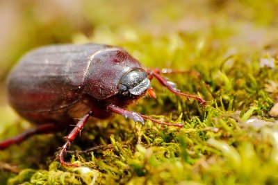May beetle-(Phyllophaga)