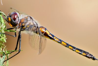 g4/15/978415/3/135214654.aW8F3v3Y.jpg