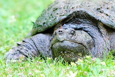 Snapping turtle
