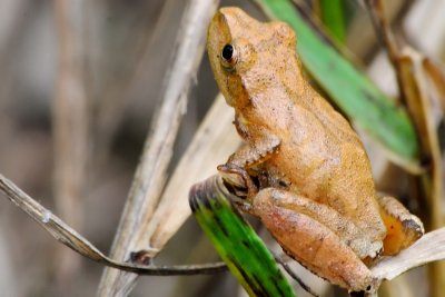 Tree frog