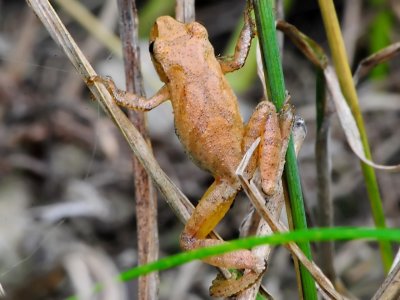 Tree frog