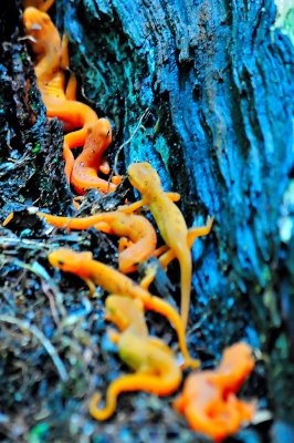 Red efts