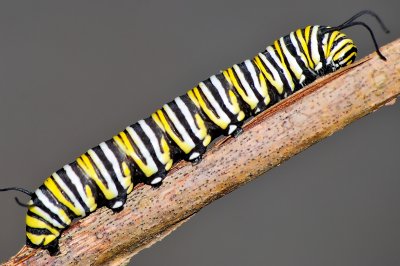 Monarch catterpiller