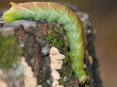 Waved sphinx larva