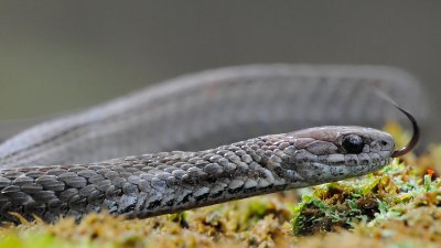 Red bellied racer