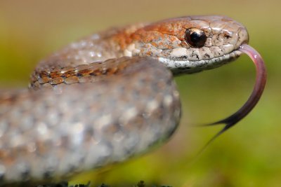 Red bellied racer