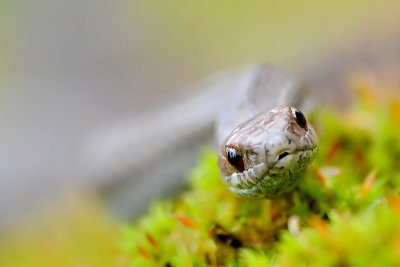Red bellied racer