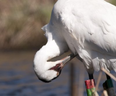 DSC_4370_Whooping_Crane2.jpg