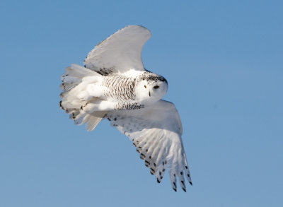 Owls